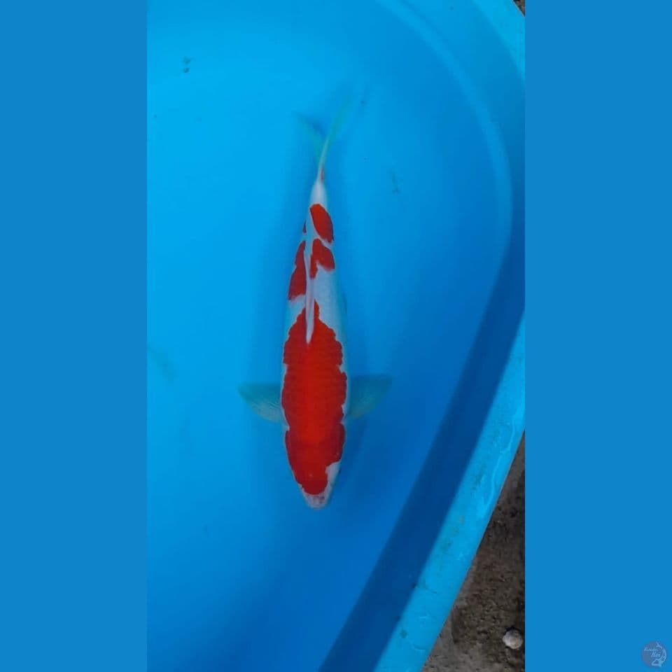 jantan Kohaku 36cm
