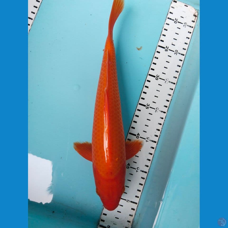 ben 31 cm
