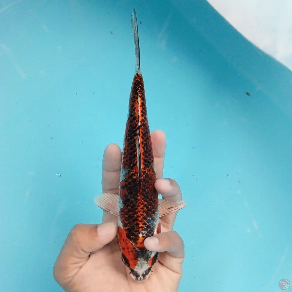 BENI GINGGA TEMBAGA 22CM
