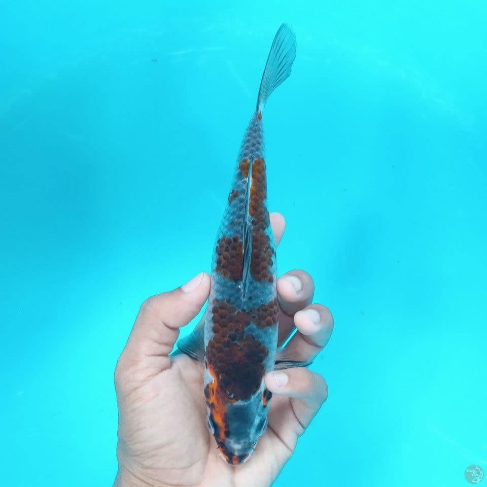 BENI GINGGA 23CM