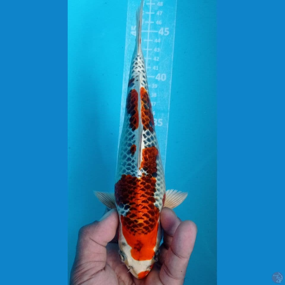 kujaku 25cm