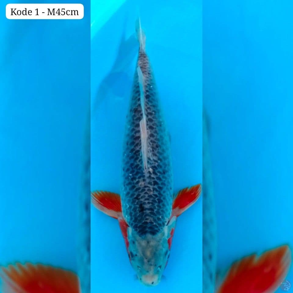 K1 ASAGI 45cm