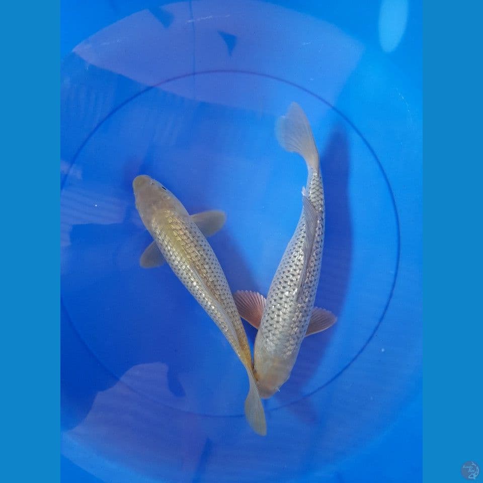 27-29cm Suragoi midori gindrin
