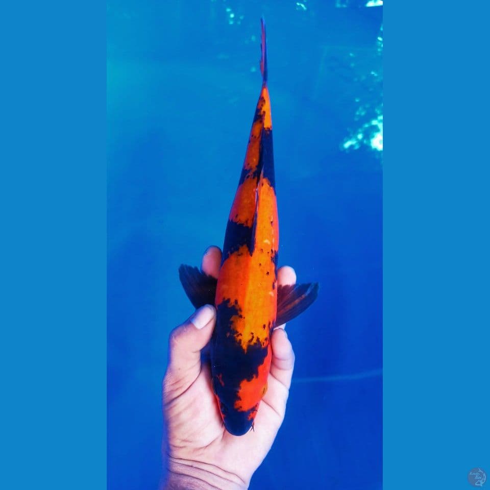 M 35CM HIUTSURI