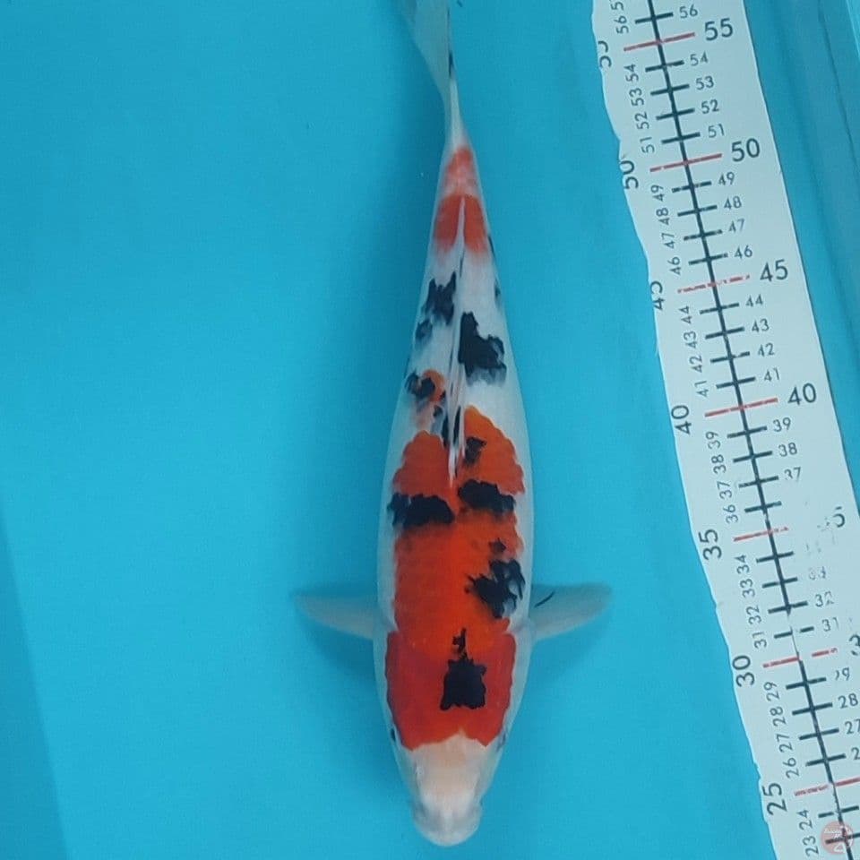sanke 32cm/f