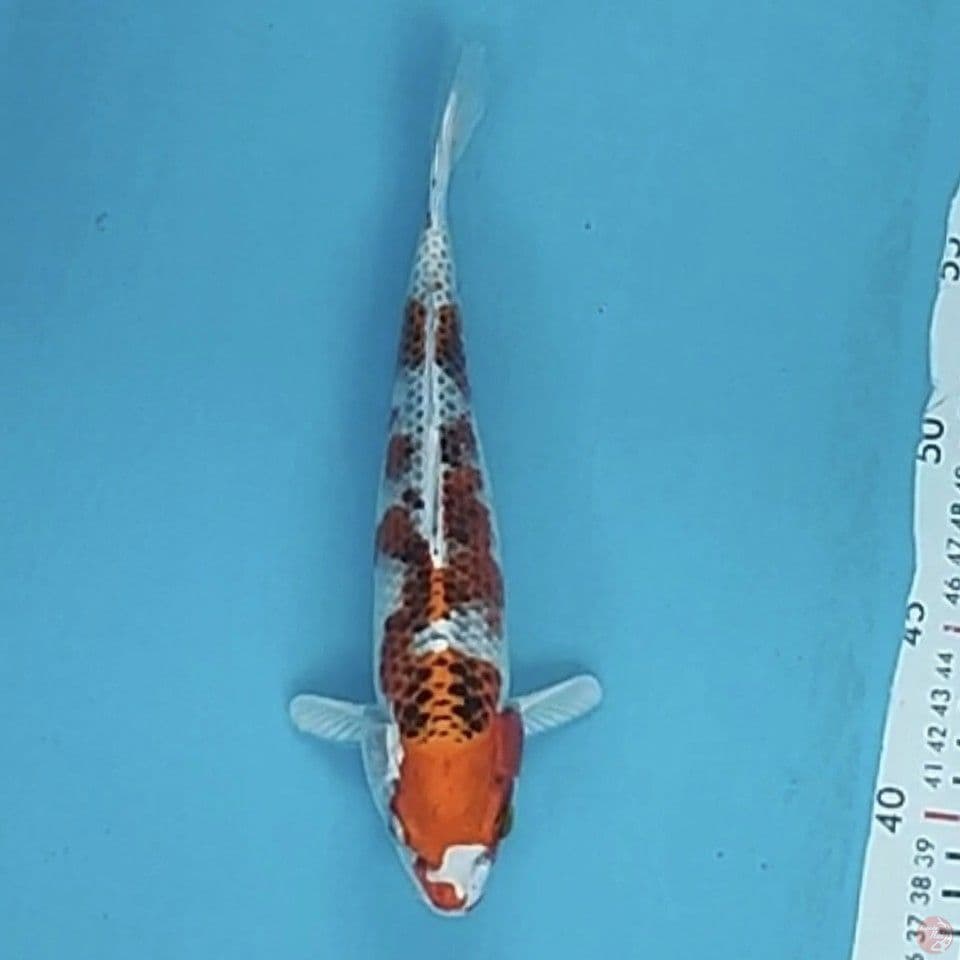 kujaku 22cm/M
