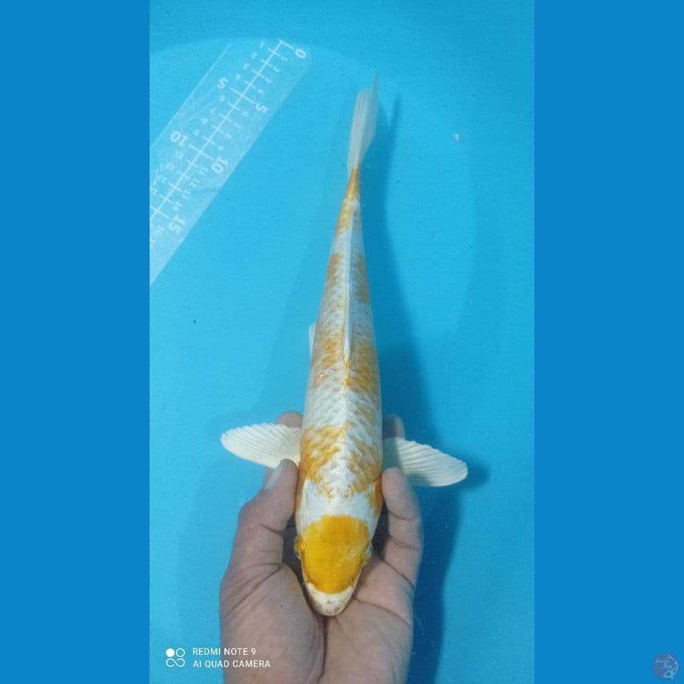 hariwanke 34cm