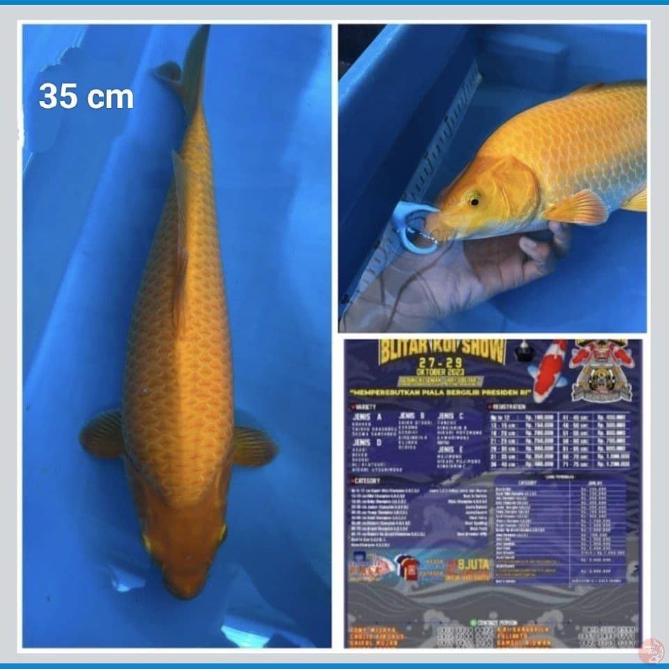 Karashi jagung Ready show blitar free handling