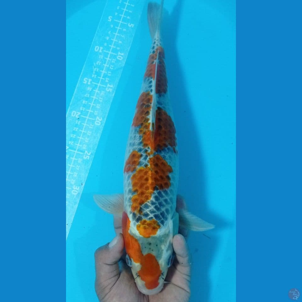 pola cantik 40cm