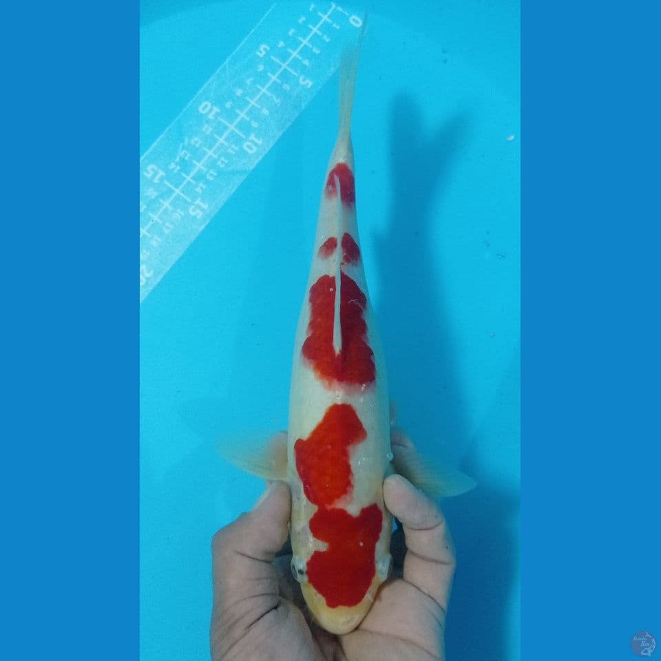 kohaku merah bung 27cm
