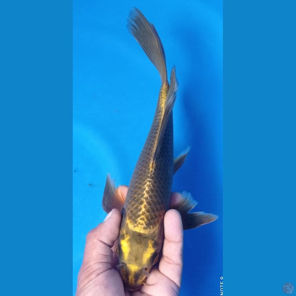 kumpay 27cm