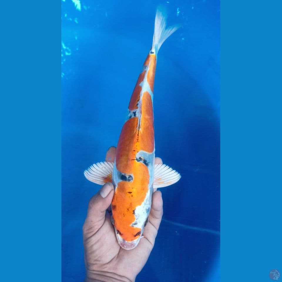 M 36CM INAZUMA KIKOKURYU