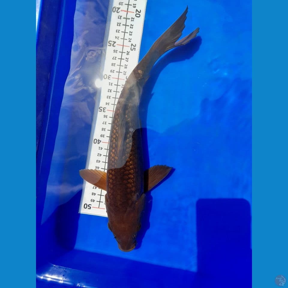 34cm Caramel
