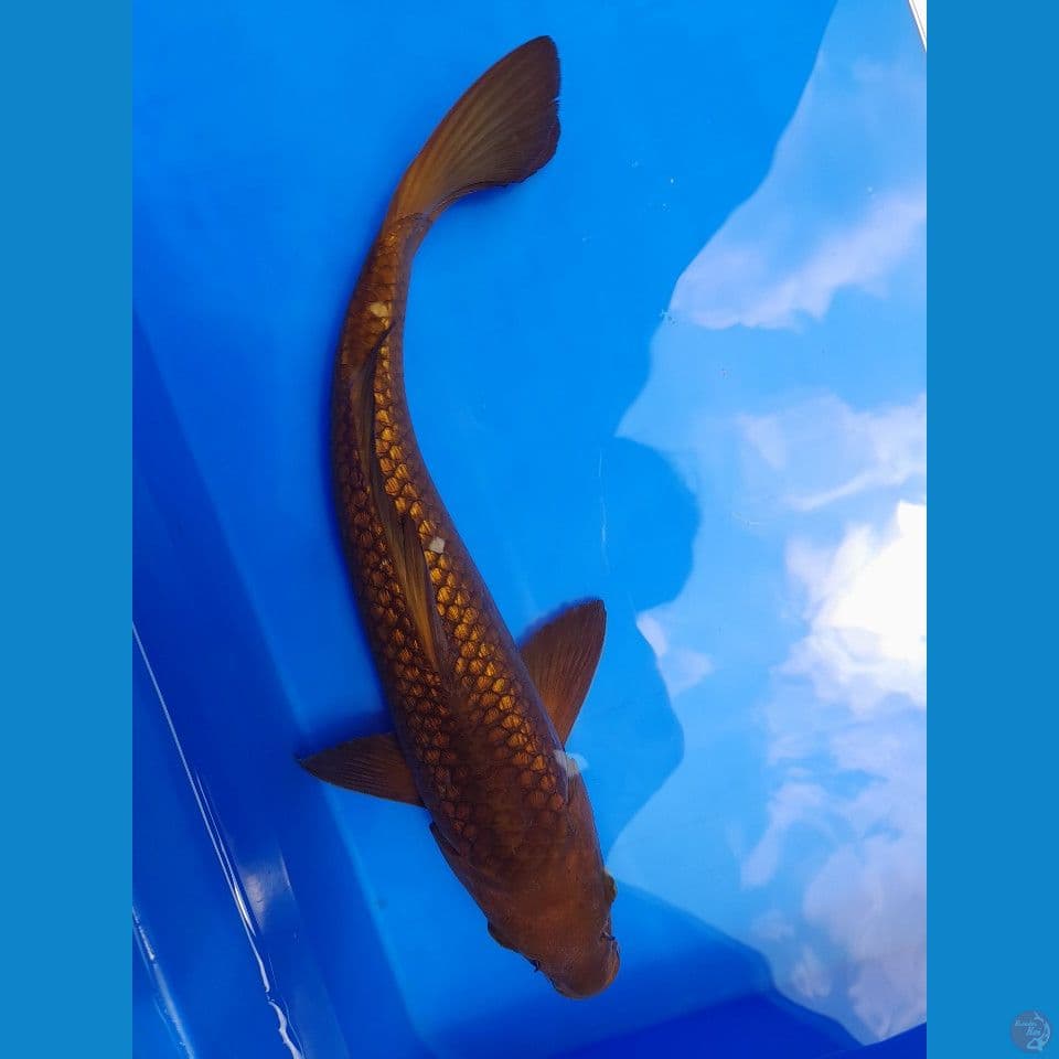 34cm Caramel