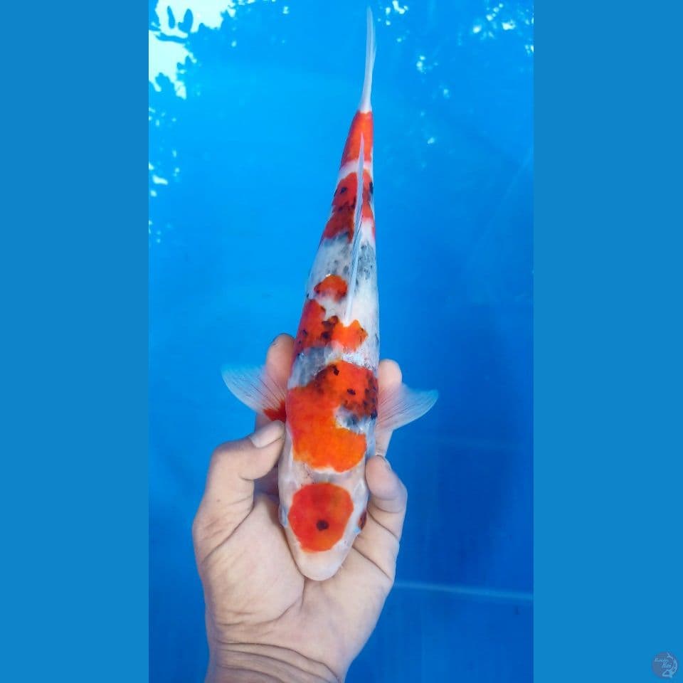M 34CM MARUTEN SHOWA