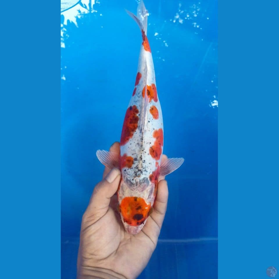 F 32CM MARUTEN GOROMO DOITSU