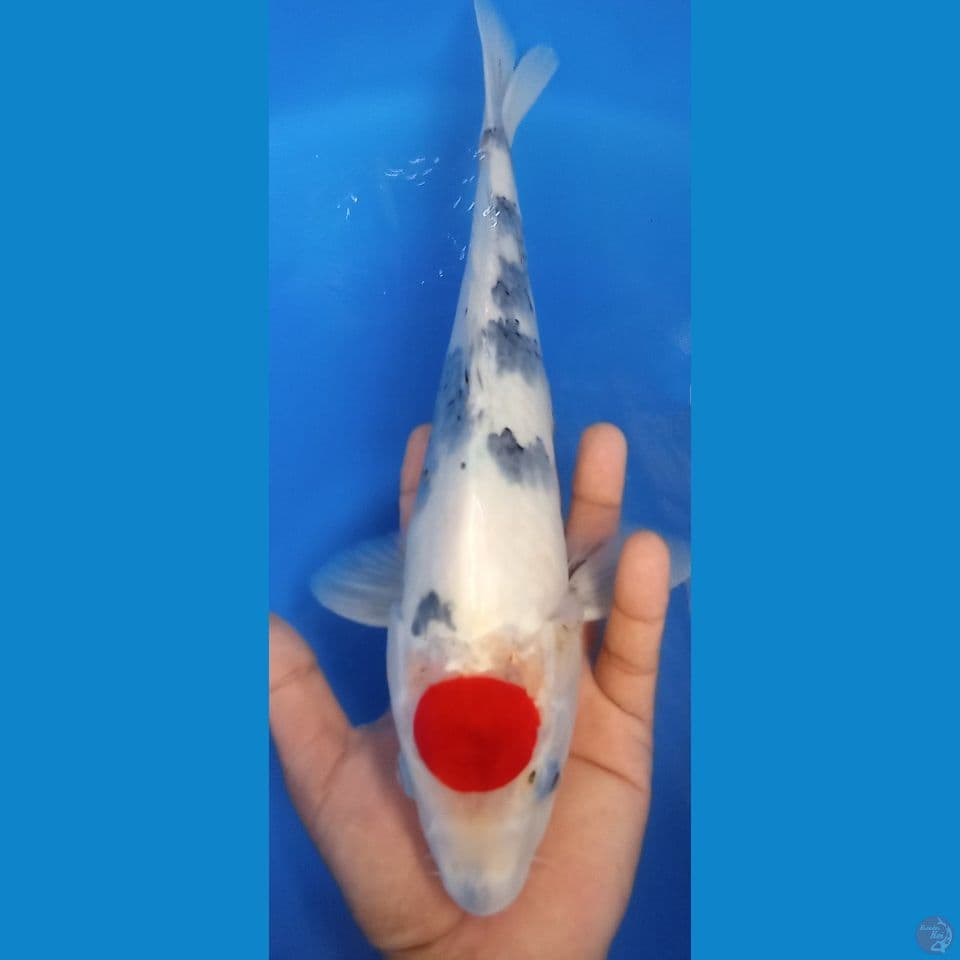 tanco showa 38cm