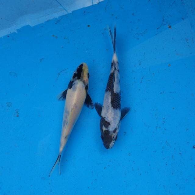 Duo Shiro F1