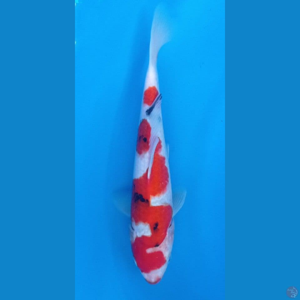 sanke inazuma 28cm
