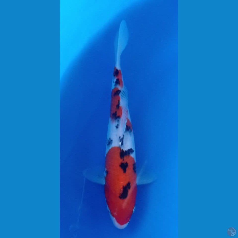 kazane sumi 28cm