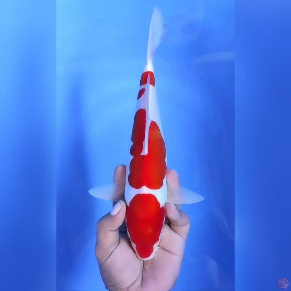 DOITSI MURNI KOHAKU # 30CM - M