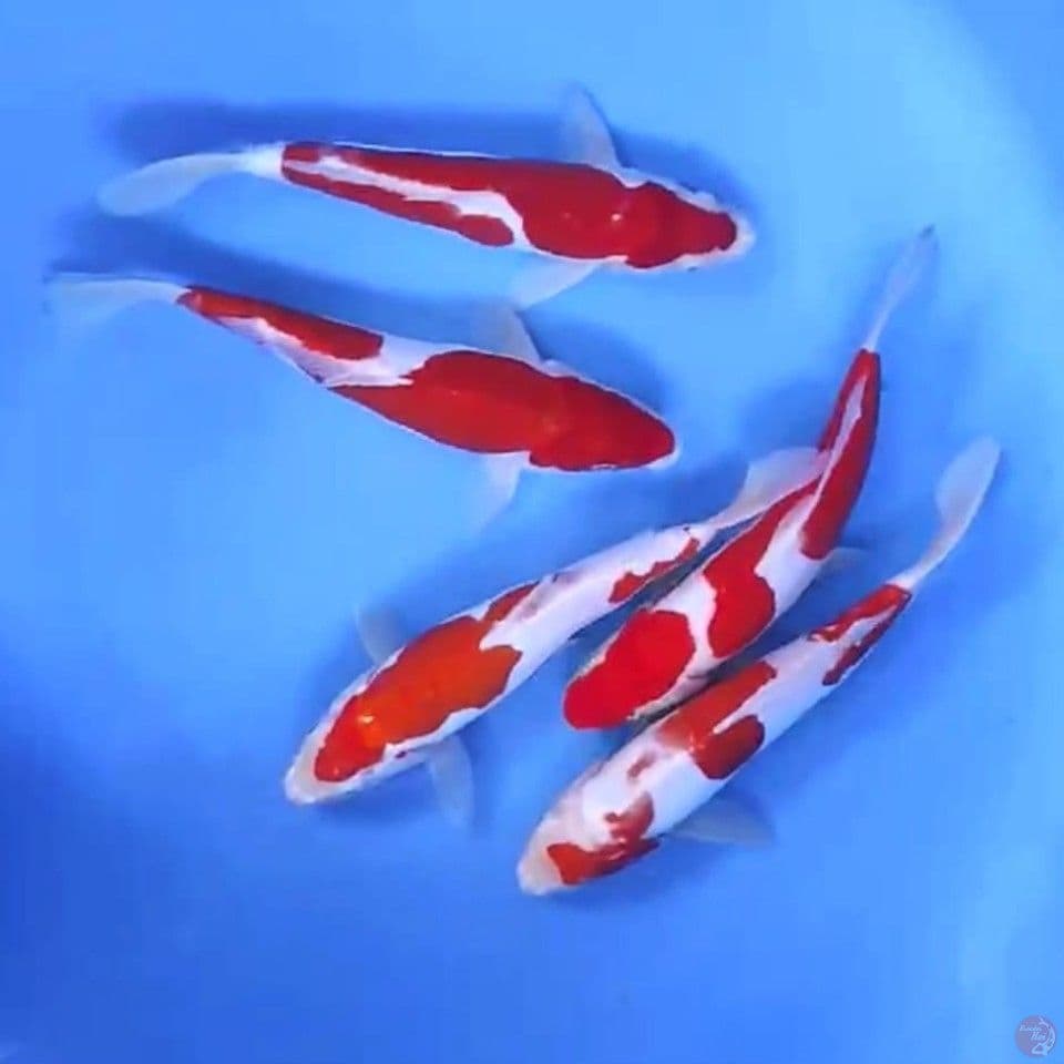 PAKET KOHAKU DOITSU # 26-28 CM