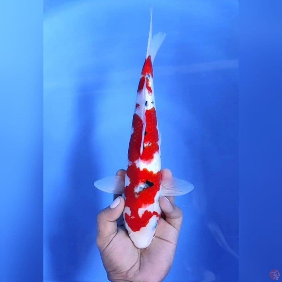 SANKE UNIK # 32CM - F