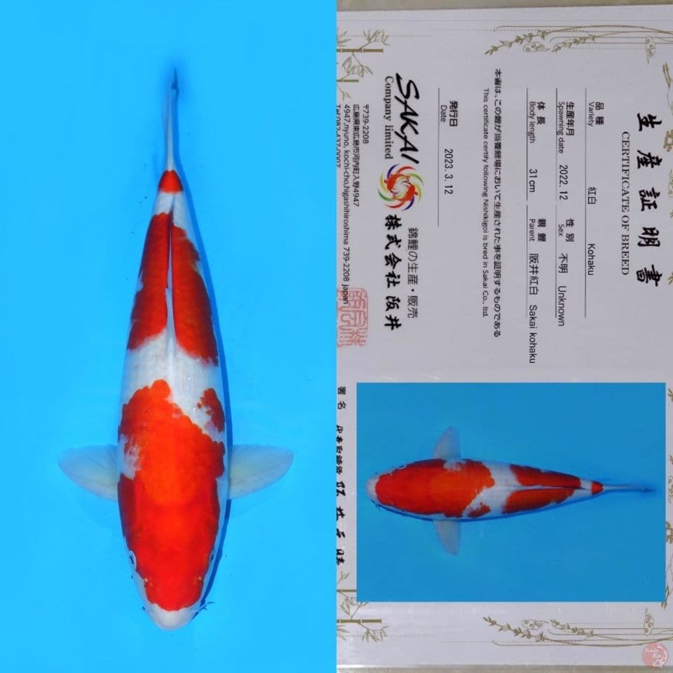 SAKAI YONDAN KOHAKU HQ 44CM
