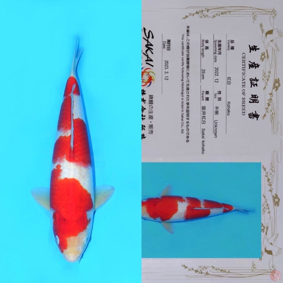 SAKAI NIDAN KOHAKU SQ 39CM