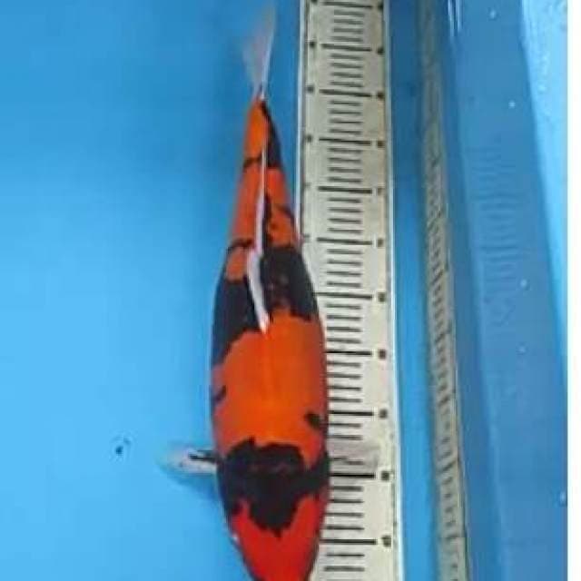 Hi utsuri showa.size.50cm