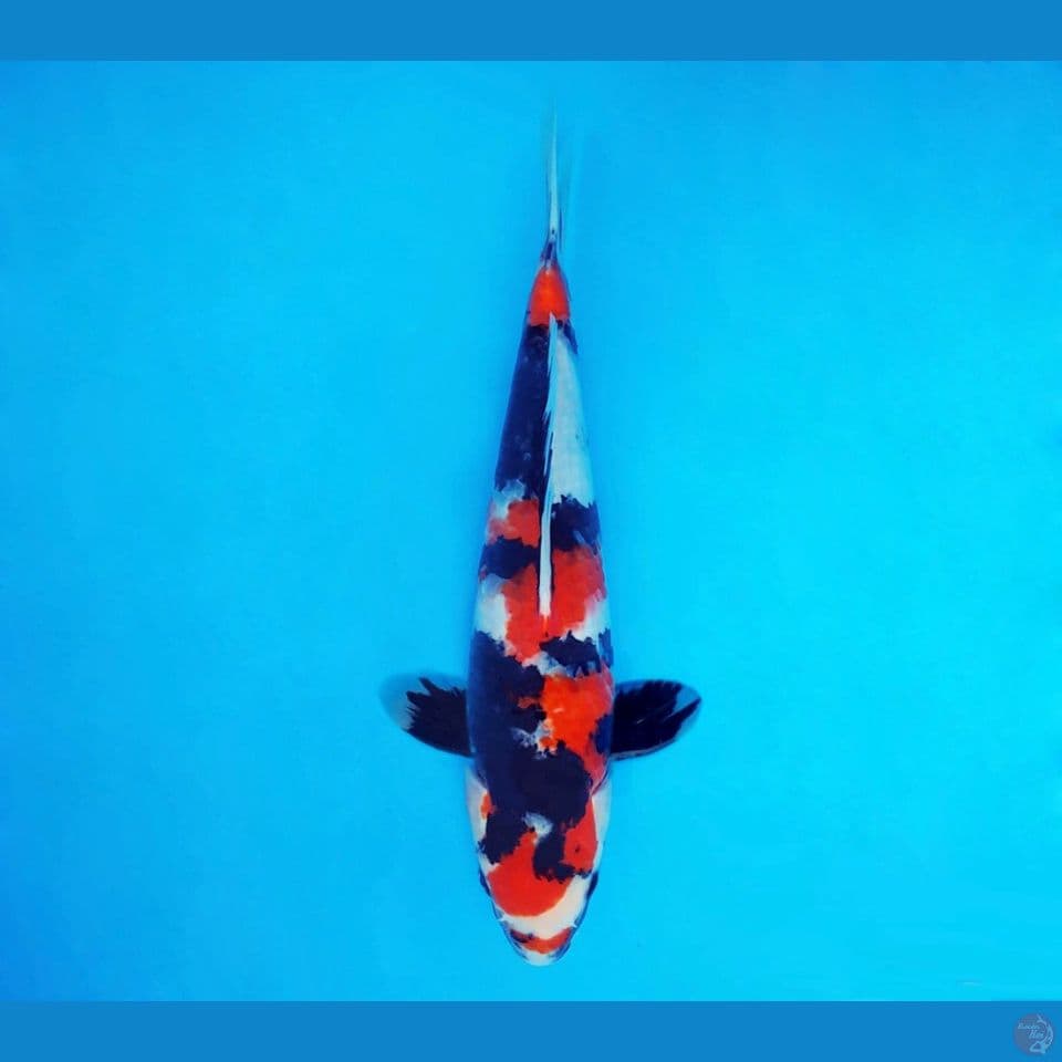 MUSASHI 8 ~ Showa Evolution 31 cm/male™,-