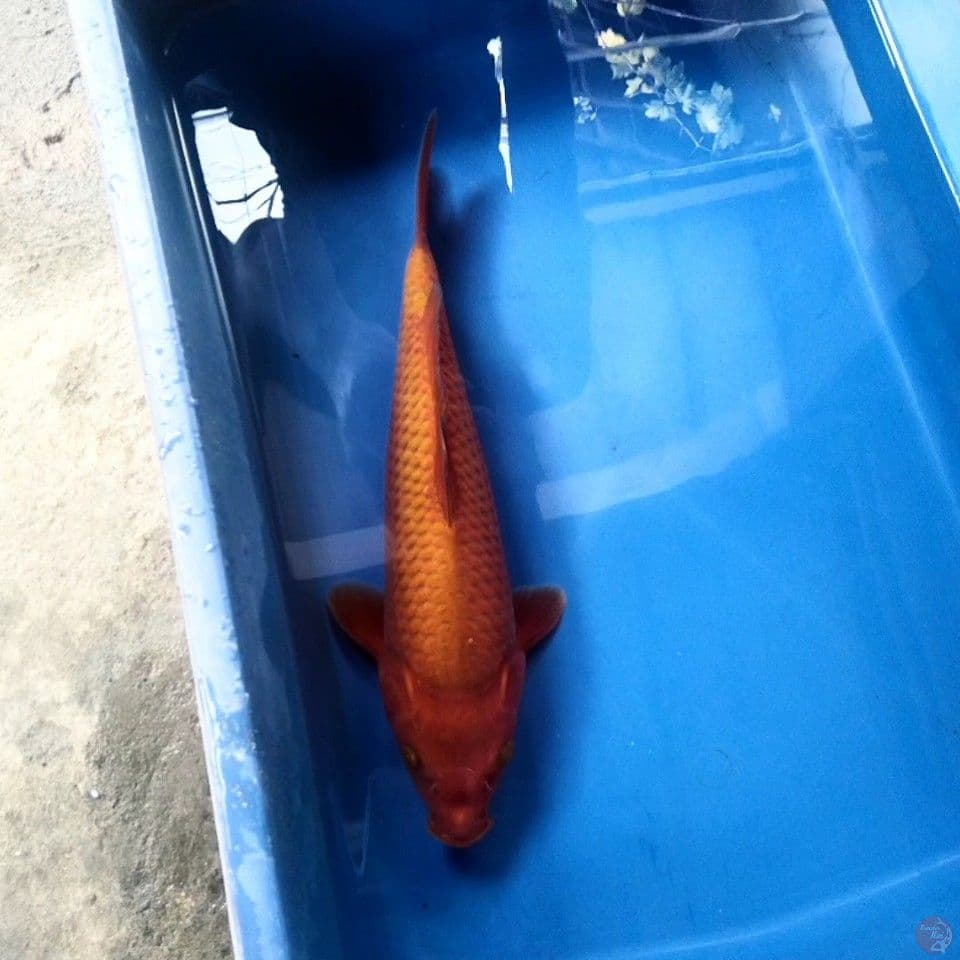 Red Tembaga 32 cm female