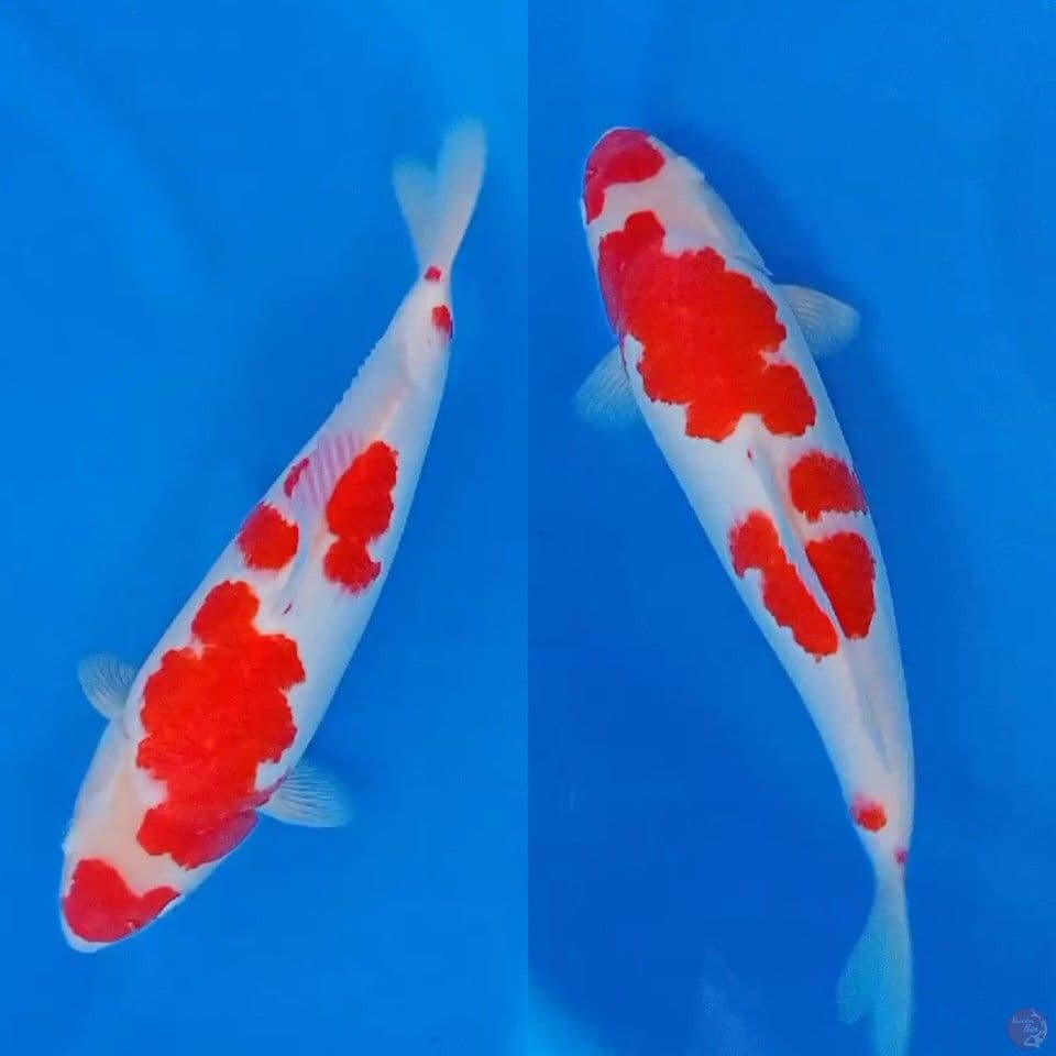 kohaku akf