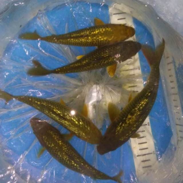 PENJiNAK KOLAM midorigoi full ginrin 5 ekor