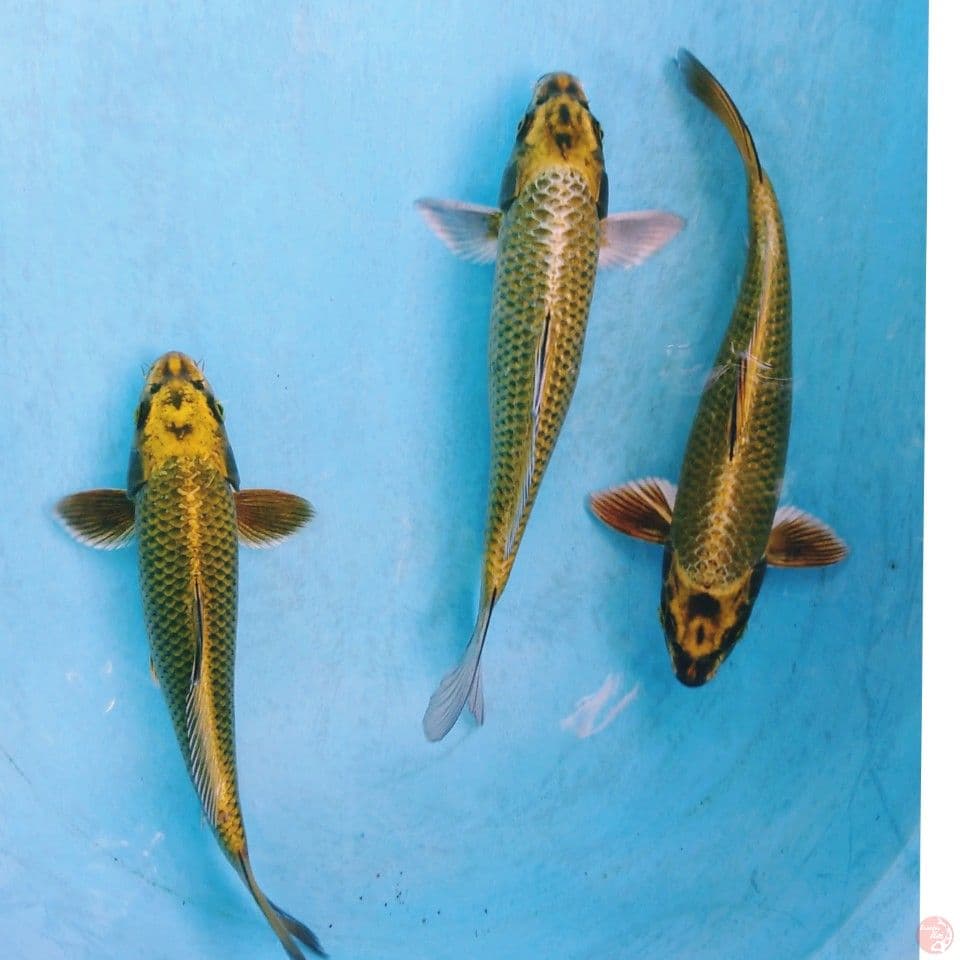 GOLD MUKASHI 24 CM ( 3 EKOR )