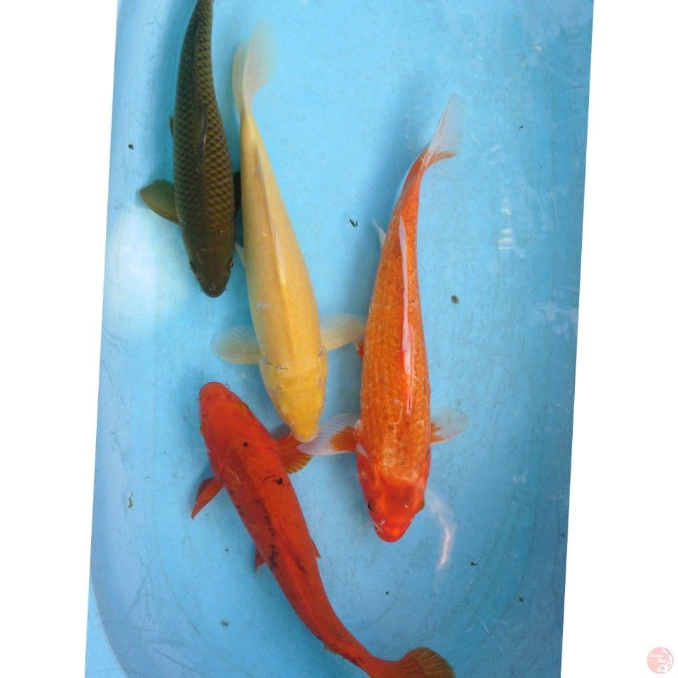 PAKET PENJINAK KOLAM 32-38 CM