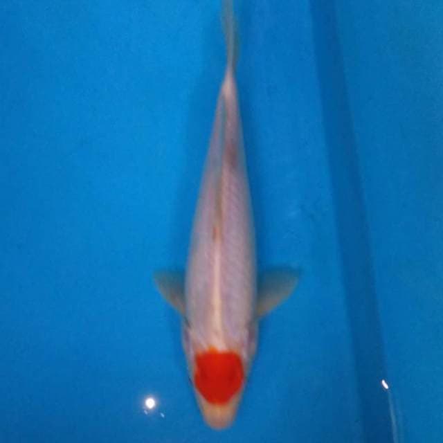 TANCHO KOHAKU