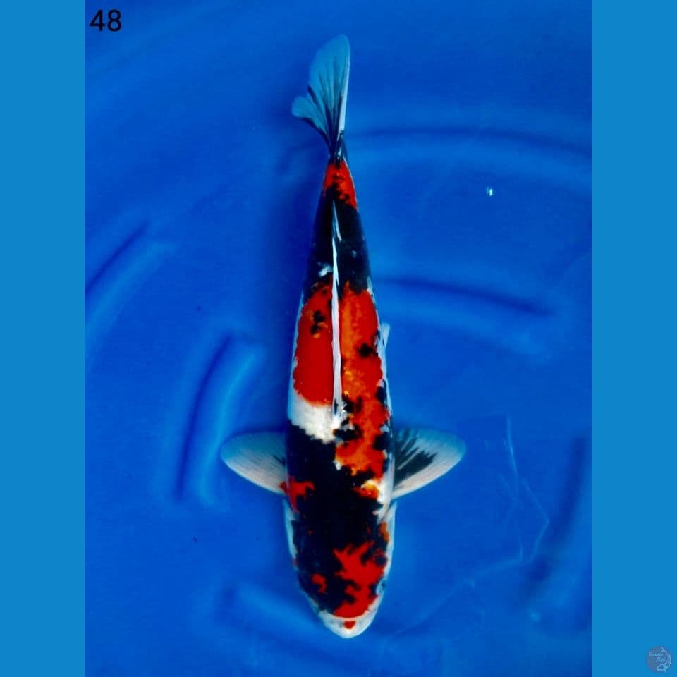 Showa pangkal ekor tebel calon jumbo size 48cm