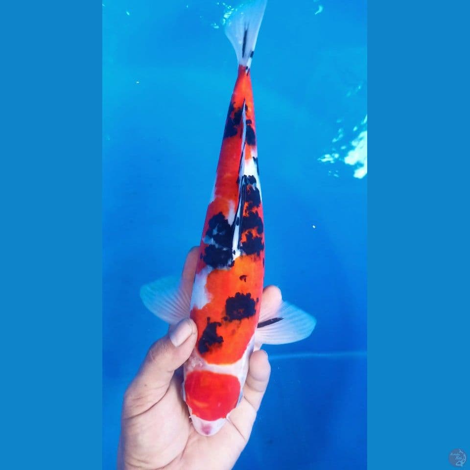 M 36CM MARUTEN SANKE