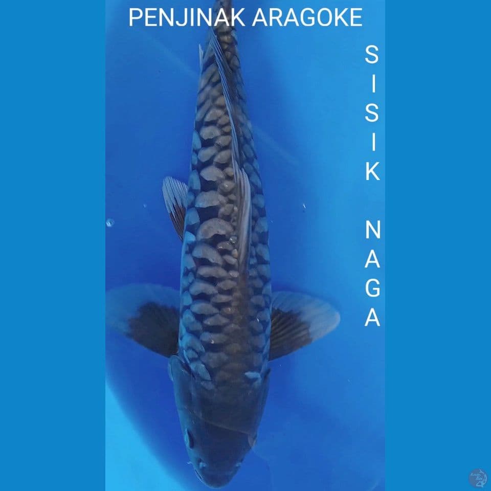 M 45CM SISIK NAGA FULL MOTOGORO
