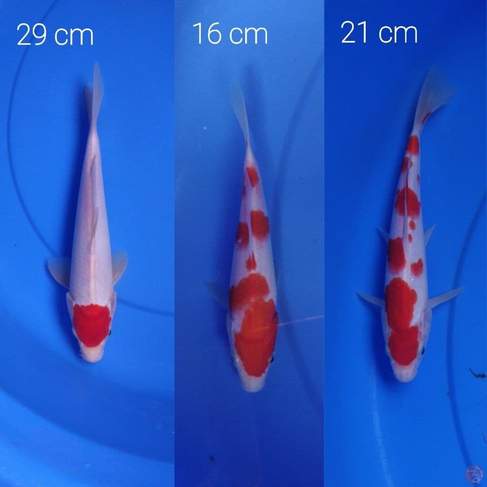 29 17 21 cm