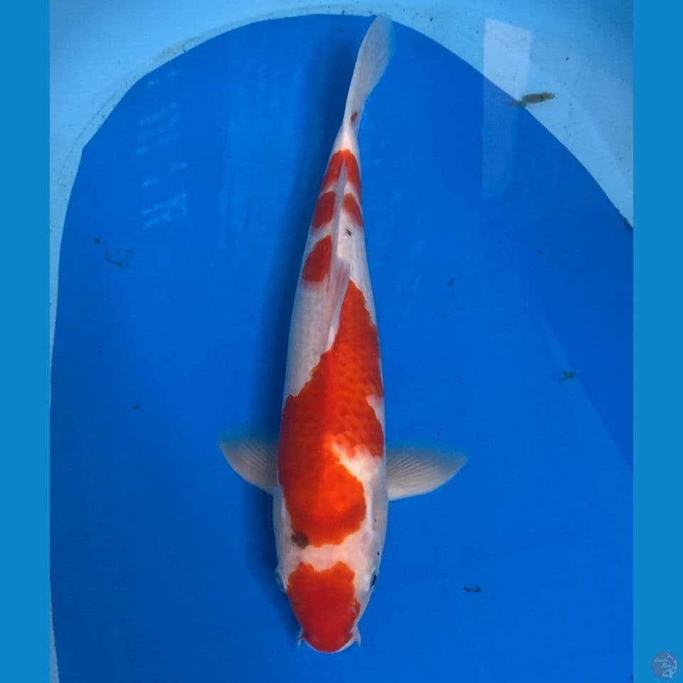 male 36cm