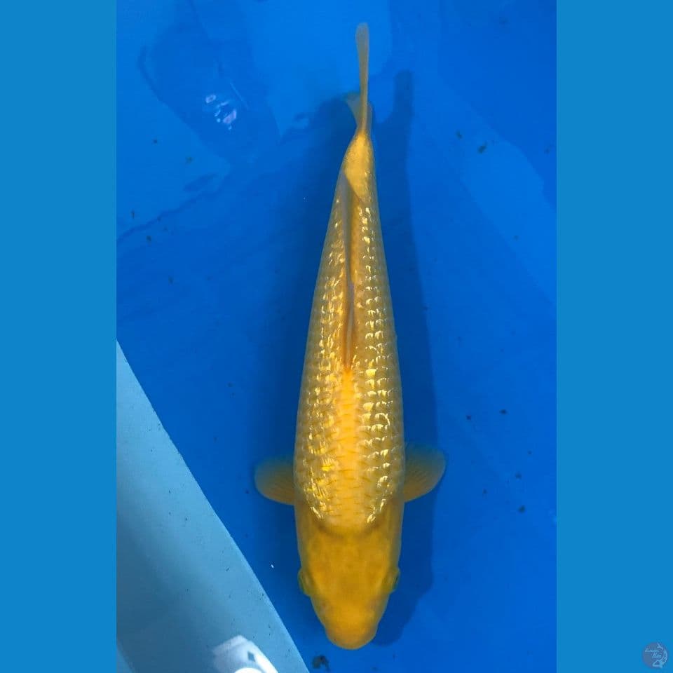 munuk m35cm