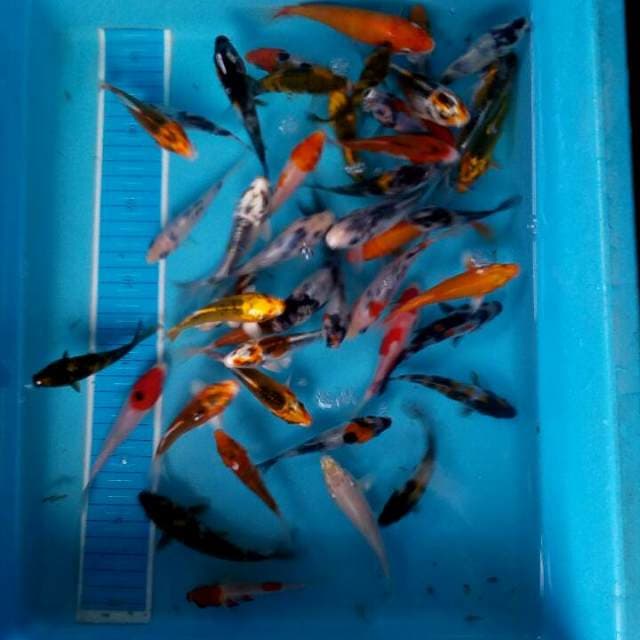 Mix koi