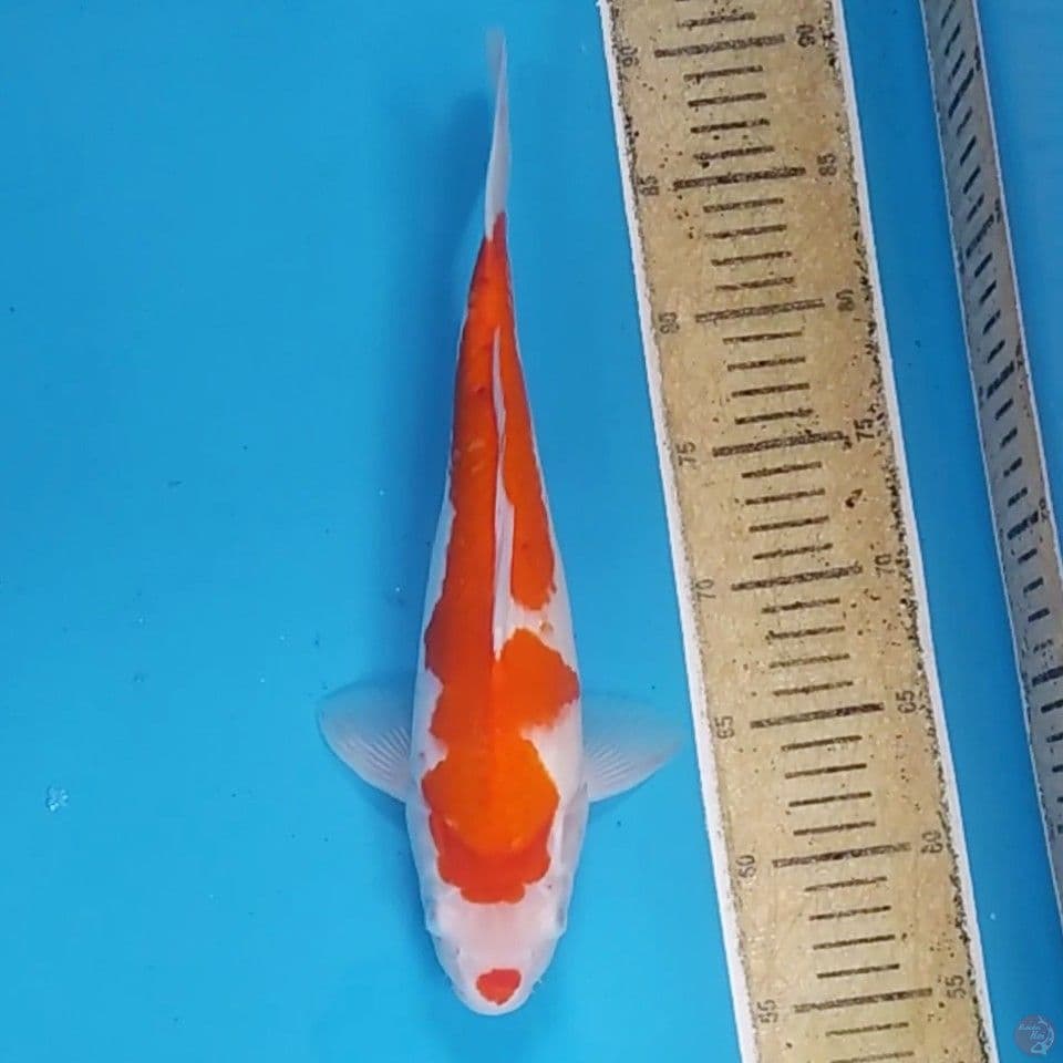 Kohaku ~33 F