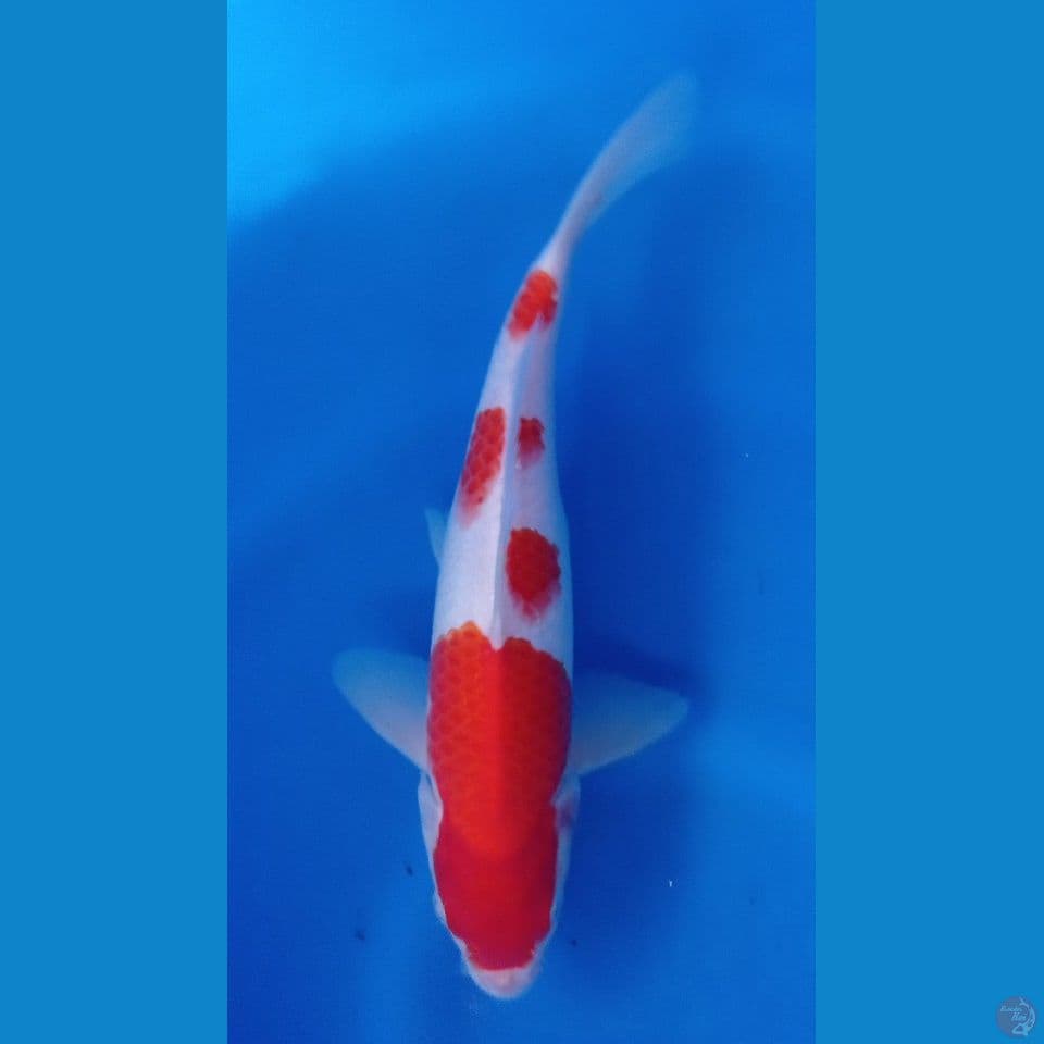 kohaku 30cm