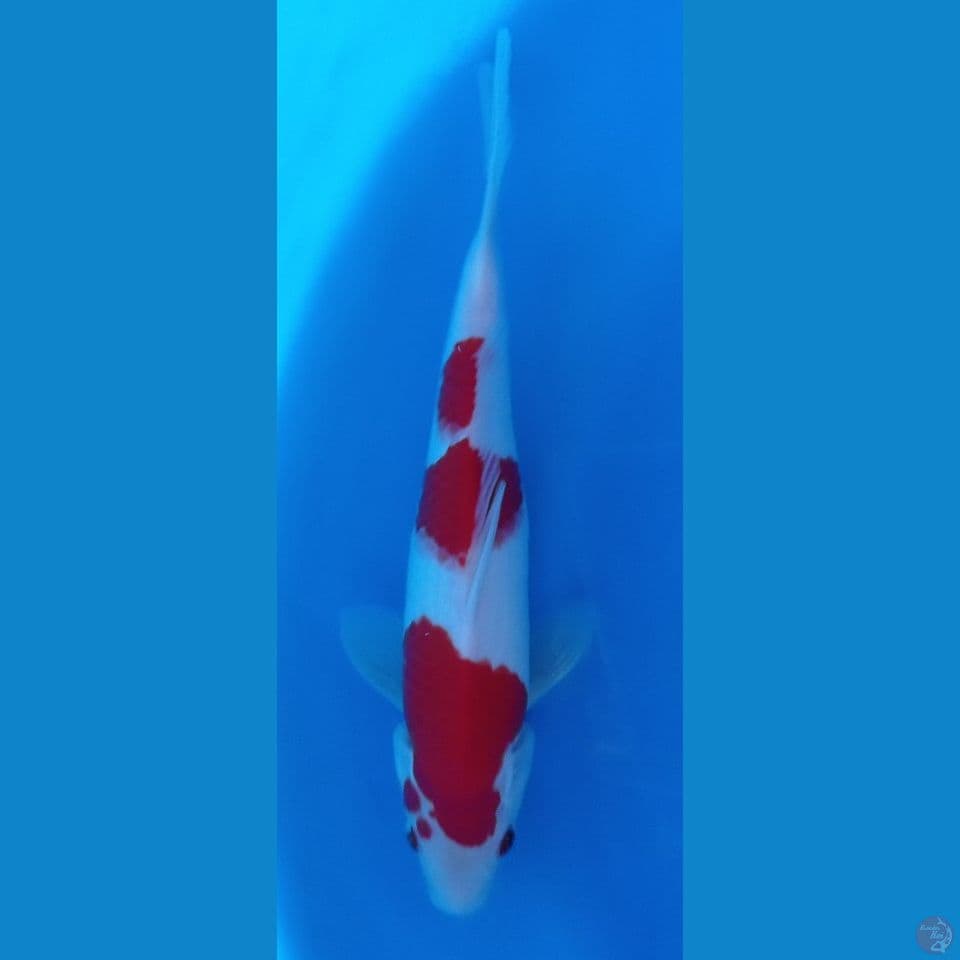 kohaku 29cm