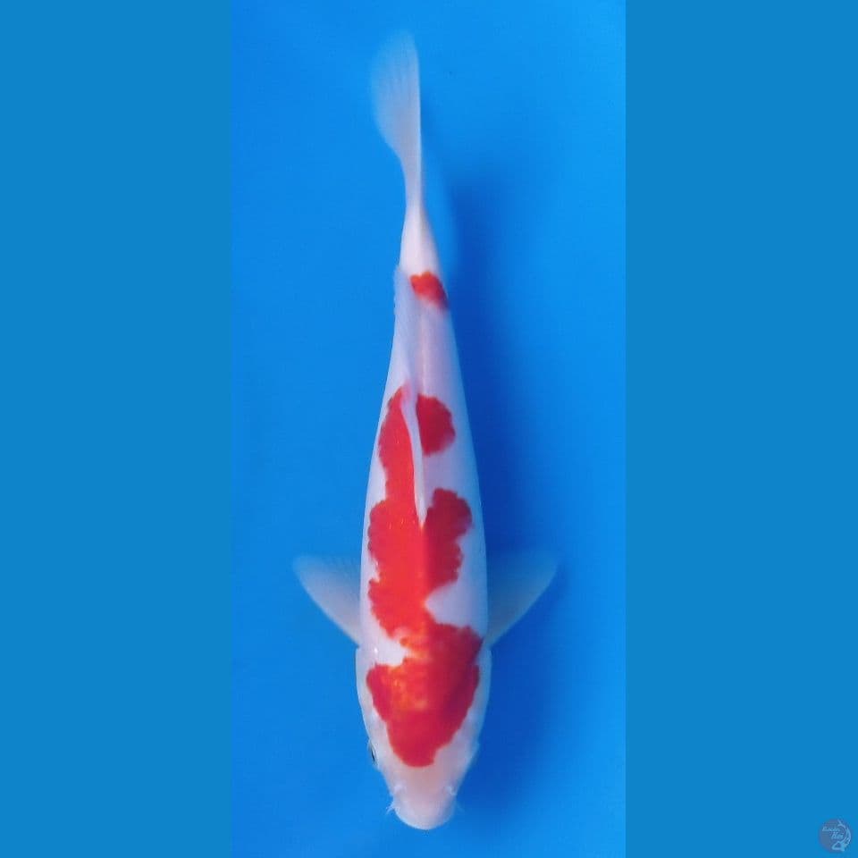 kohaku 29cm