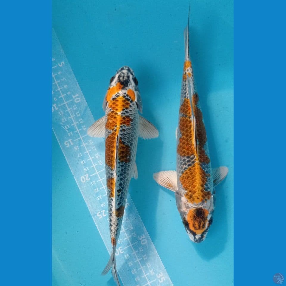 kirin kujaku 25,27 cm