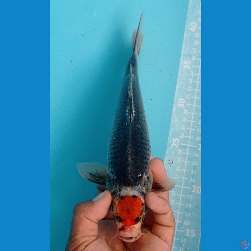 kuro gosiki 27cm